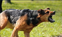 dog-bites - Frank DiGiacomo, Esquire dog bites